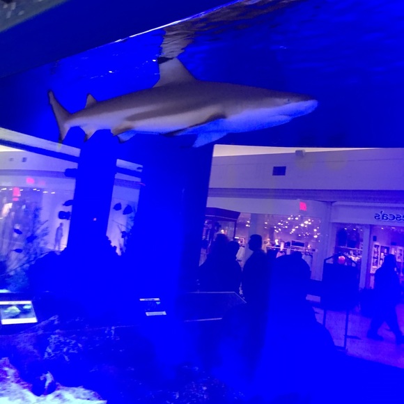 Meet your Posher, T - Picture 1 of 1